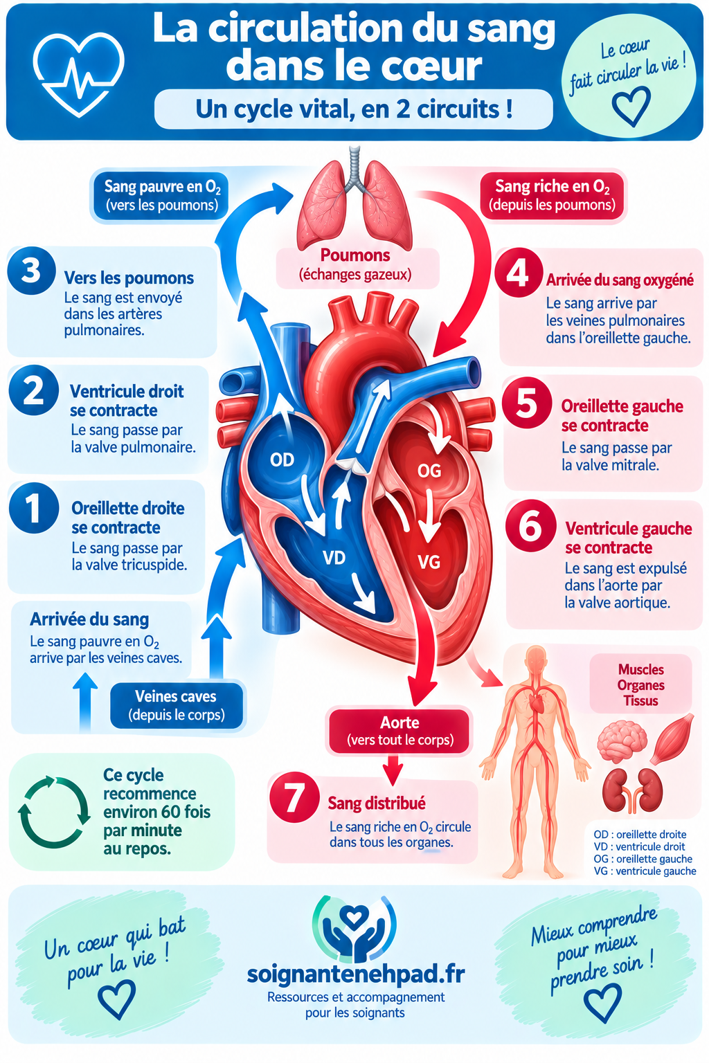 Circulation du sang dans le coeur
