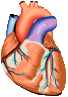 Coeur 011