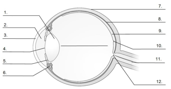 Coupe de l'oeil
