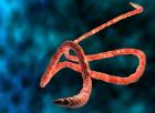 Ebola 2