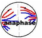 l-anaphase-copie.jpg