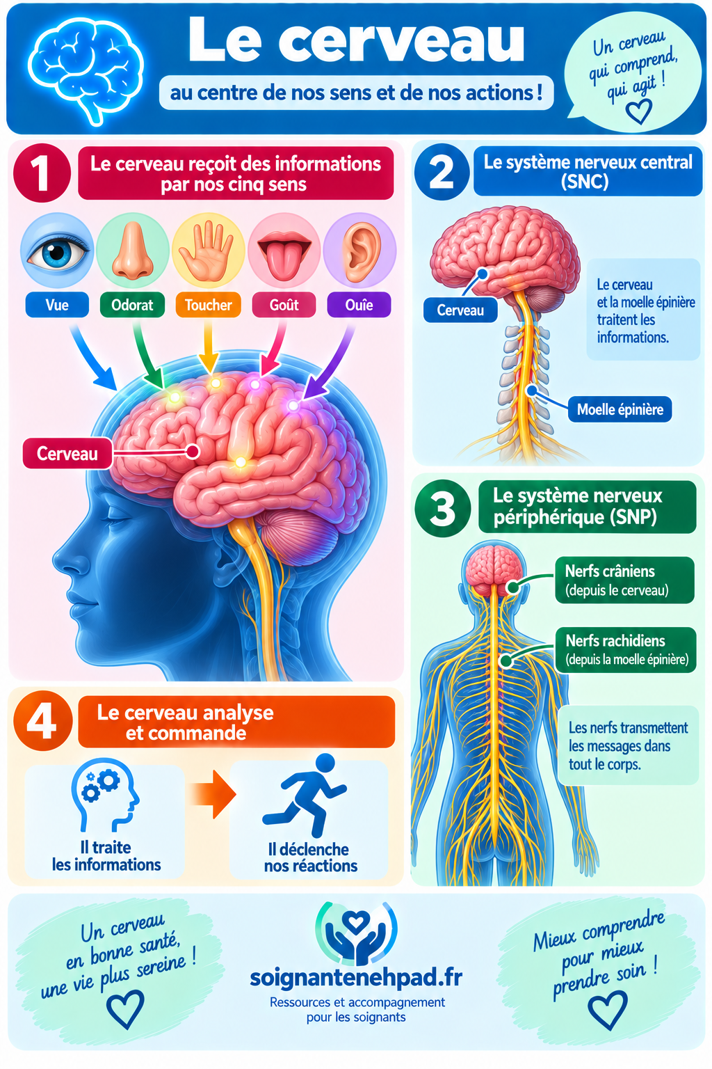 Le cerveau