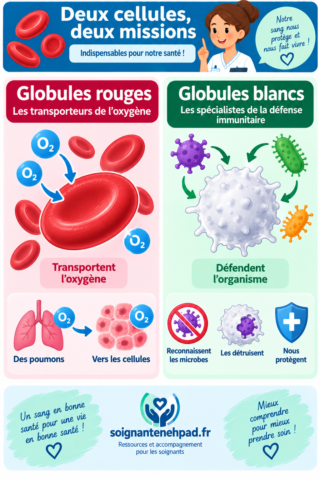 Les globules rouges et blancs