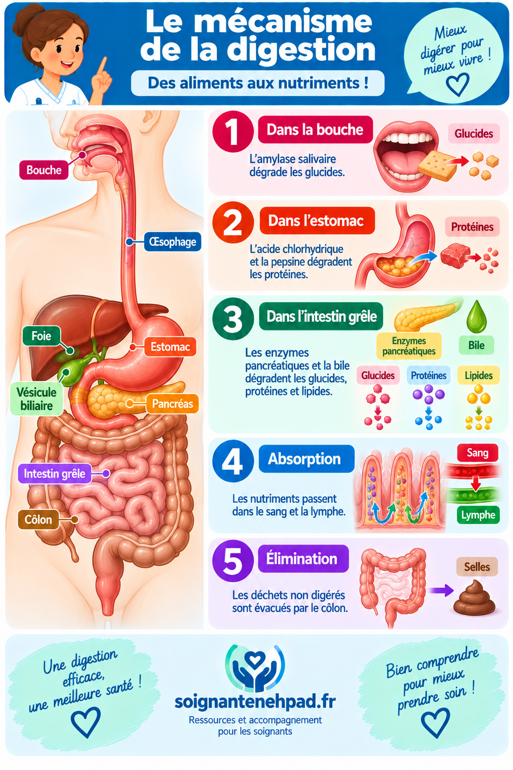 Mecanisme de la digestion