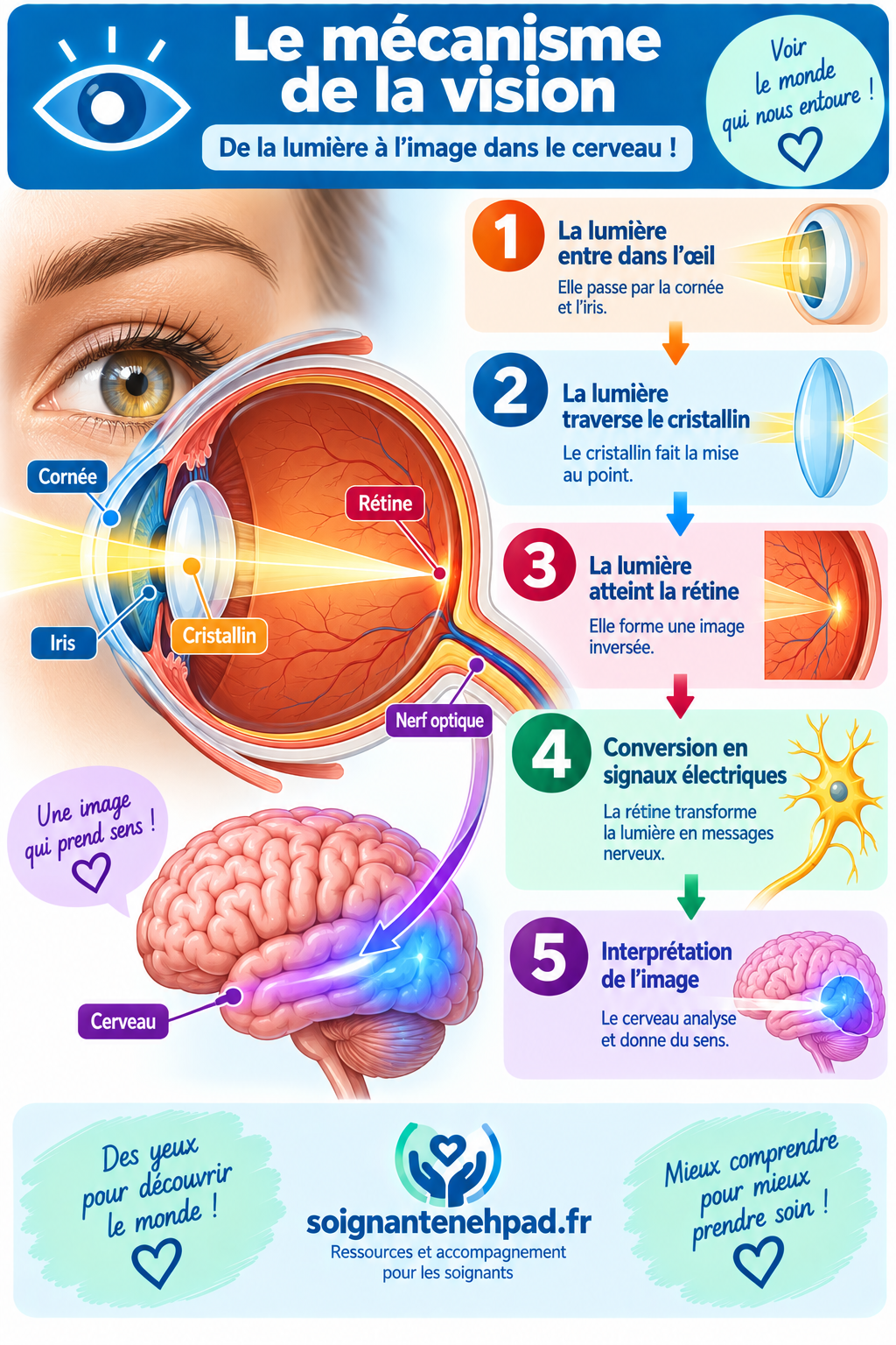 Mecanisme de la vision