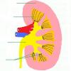 nephron-avec-legende.jpg
