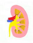 nephron-sans-legende-1.jpg