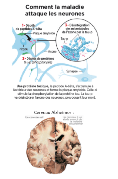 Neurone min
