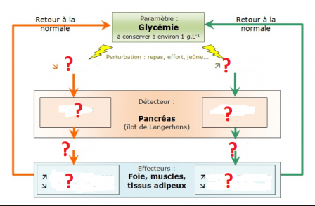 Regulation glycemie 1 min 1