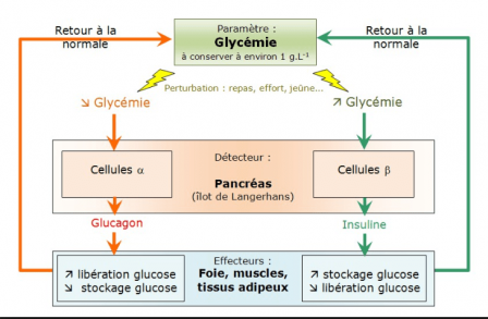 Regulation glycemie min 2