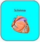 Schema 1