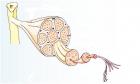 structure-du-tendon.jpg