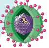 Virus